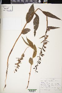 Epipactis helleborine image