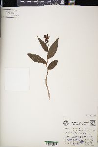 Epipactis helleborine image