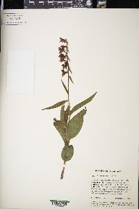 Epipactis helleborine image