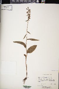 Epipactis helleborine image