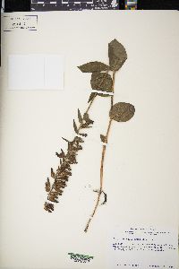 Epipactis helleborine image