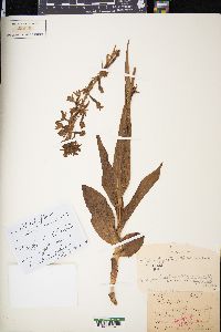 Epipactis helleborine image