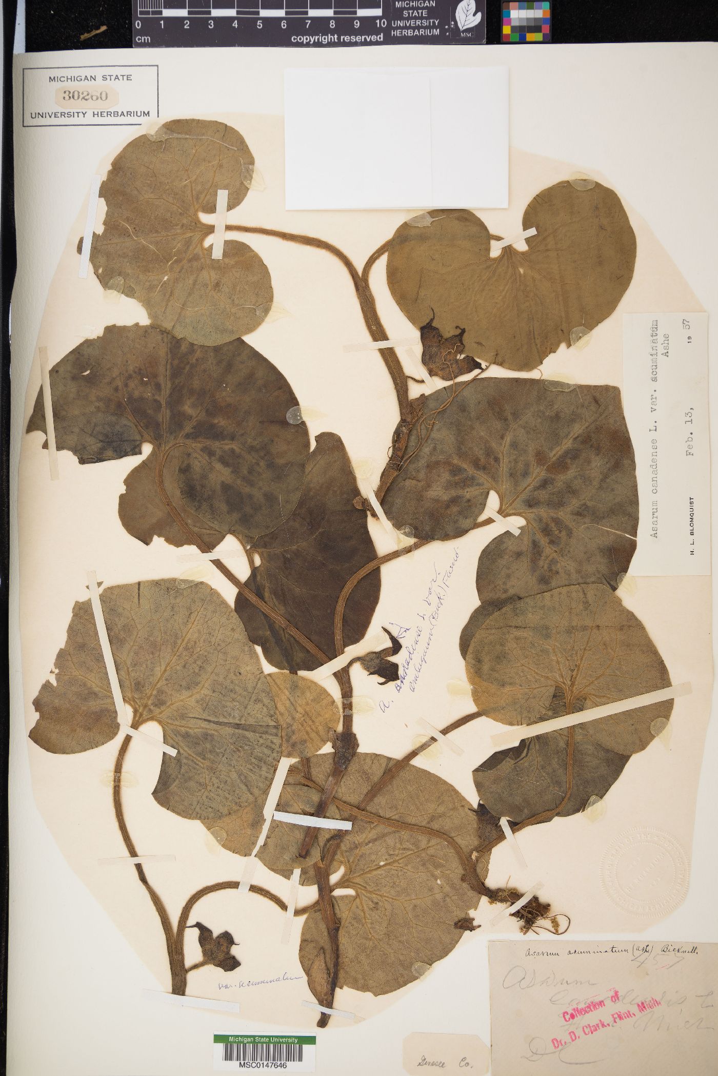 Asarum canadense var. acuminatum image