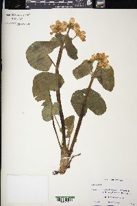 Caltha palustris image