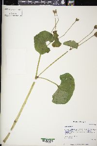 Caltha palustris image