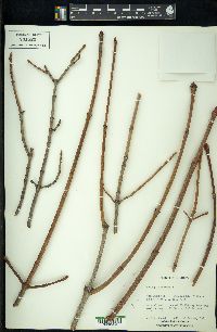 Acer platanoides image