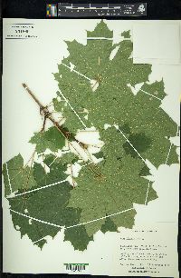 Acer platanoides image