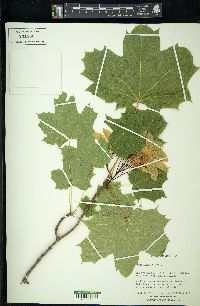 Acer platanoides image