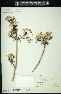 Acer platanoides image