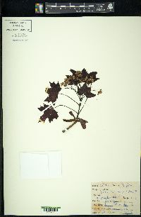 Acer platanoides image