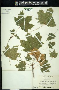 Acer platanoides image