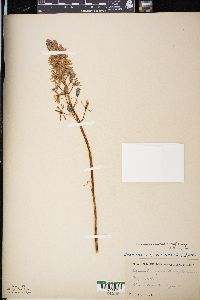 Camassia scilloides image