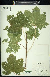 Acer platanoides image