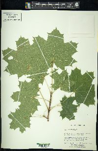 Acer platanoides image