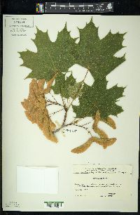 Acer platanoides image