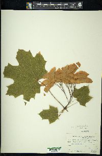 Acer platanoides image
