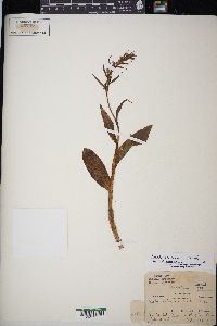 Coeloglossum viride image