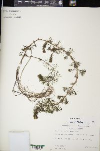 Bidens beckii image