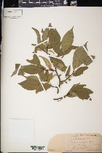 Prunus nigra image