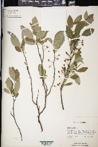 Prunus pumila image