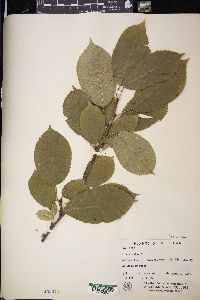 Prunus avium image