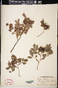Rosa blanda image