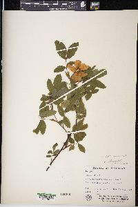 Rosa blanda image