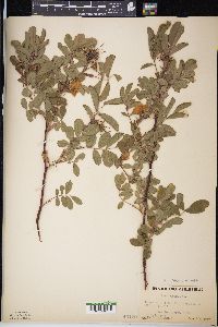 Rosa blanda image