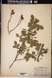 Rosa blanda image