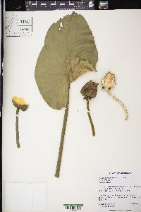 Nuphar advena image