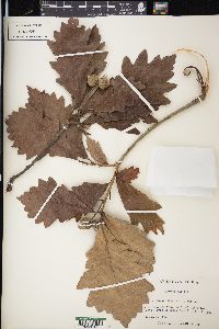 Quercus bicolor image