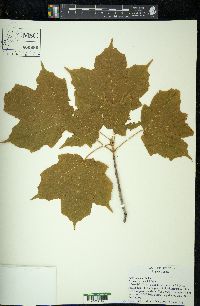 Acer nigrum image