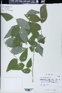 Gymnocladus dioicus image