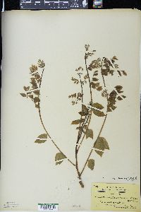 Gymnocladus dioicus image