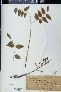Gymnocladus dioicus image