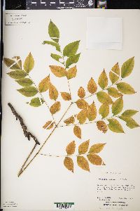 Gymnocladus dioicus image