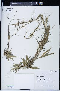 Panicum spretum image