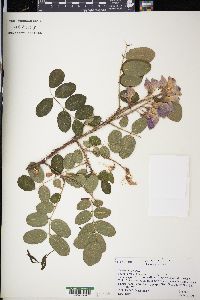 Robinia hispida image