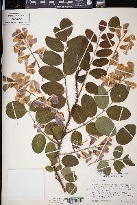 Robinia hispida image