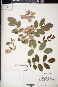 Robinia hispida image