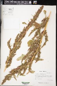 Amaranthus tuberculatus image