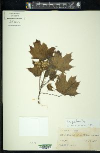 Acer platanoides image