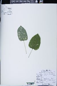 Smilax ecirrhata image