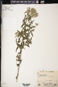 Pycnanthemum pilosum image