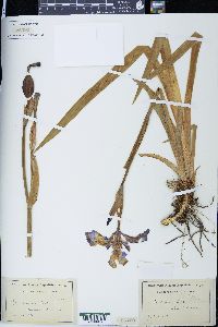 Iris setosa image