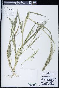 Panicum philadelphicum image