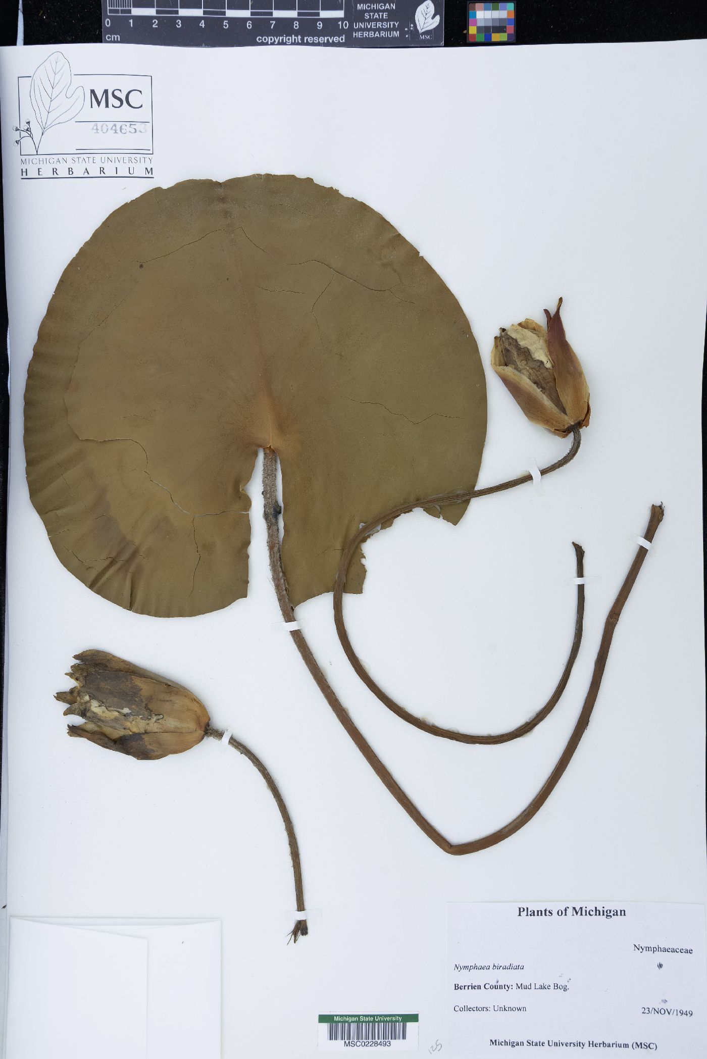 Nymphaea alba image