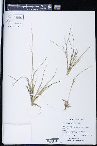 Panicum depauperatum image