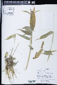 Panicum latifolium image