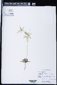 Panicum dichotomum image